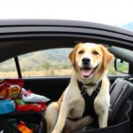 Road Trip with Your Dog: 7 Essential Tips